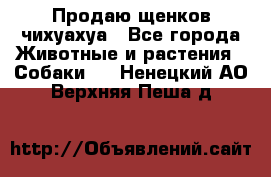 Продаю щенков чихуахуа - Все города Животные и растения » Собаки   . Ненецкий АО,Верхняя Пеша д.